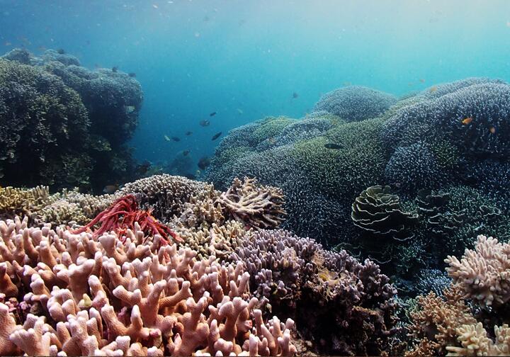 Подводные виды Подводные виды