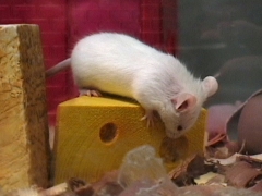 Как правильно хранить сыр?