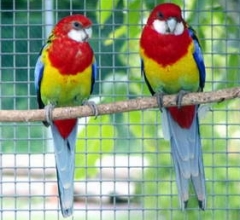 Попугайчики