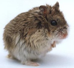 Карликовый хомячок