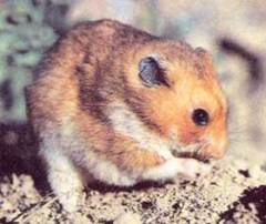 Как содержать хомячков дома?