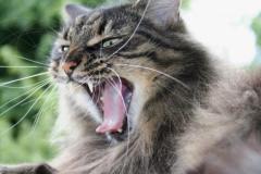 Для чего кошке усы?