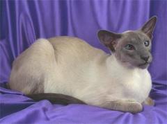 О чем «говорят» кошачьи уши?