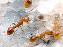 Как избавиться от домашних муравьев?
