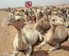 Что надо знать о вреде курения?