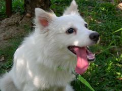 А нужна ли Вам собака?