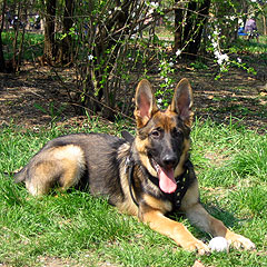 Как правильно сфотографировать собаку?