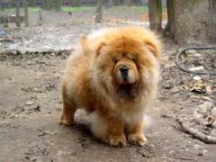 Как не ошибиться в выборе породы собаки?