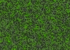 Сбившиеся в клубки спиральные нити водорослей (каждая ниточка – не больше нескольких миллиметров в длину) с заполненными газом вакуолями всплывают на поверхность, а ветер и прибой выбрасывают их на берег.