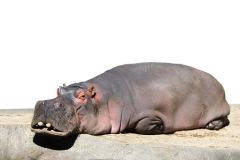 Он пасется в тени, под кровом тростника и в сырых болотах...