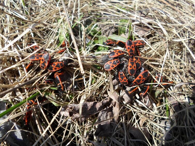 Как выглядит весна глазами Красавицы?