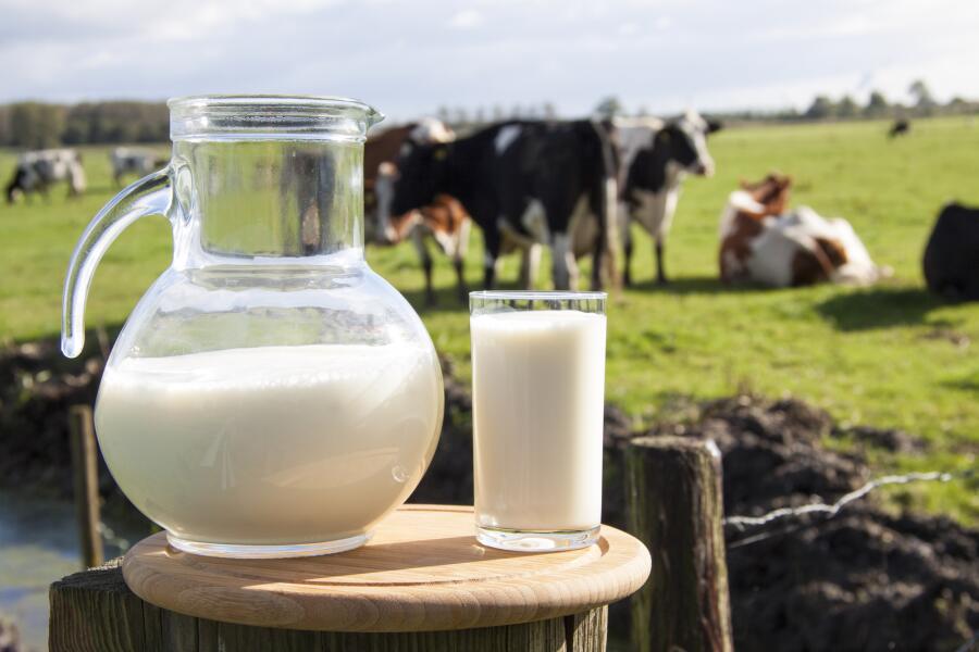 Как правильно пить молоко?