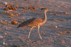 Княжеская птица – дрофа. Сможет ли человек спасти её от вымирания?