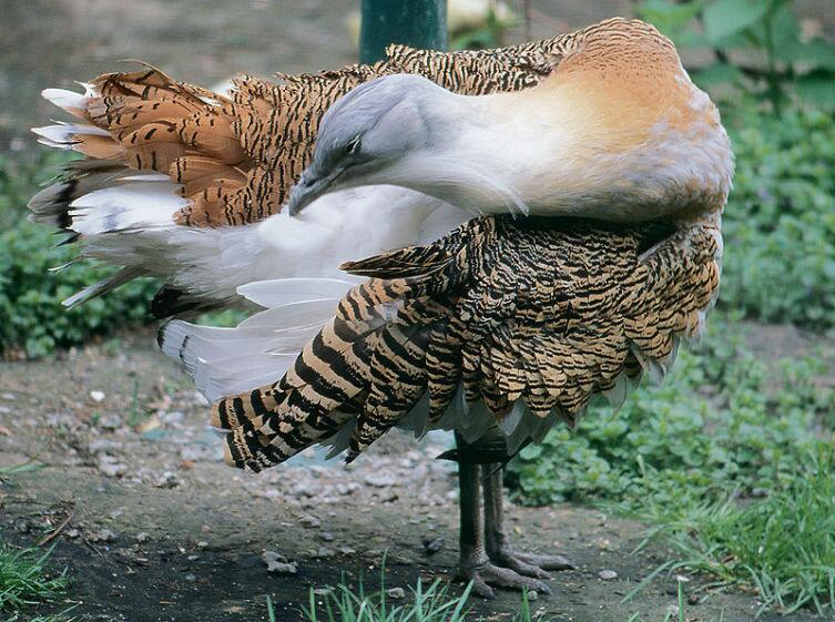 Дрофа в Киевском зоопарке Дрофа в Киевском зоопарке