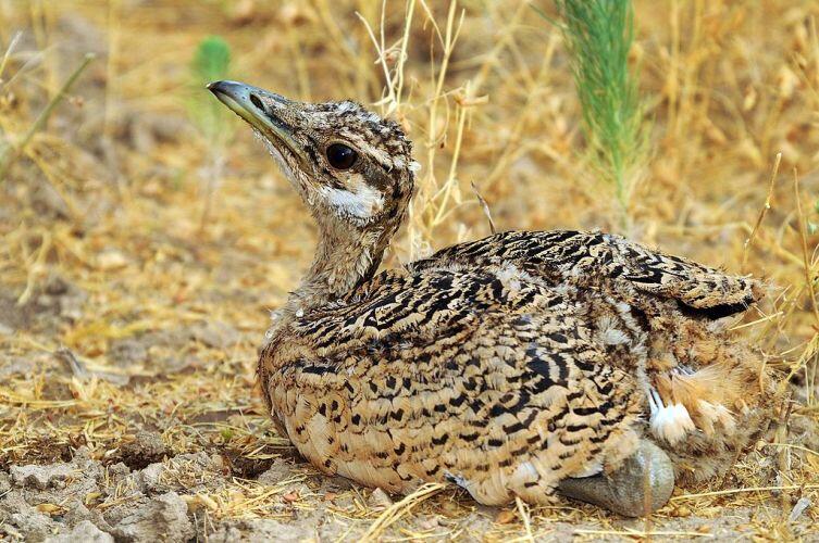 Птенец дрофы Птенец дрофы