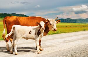 Что делать, если на дороге сбили корову?