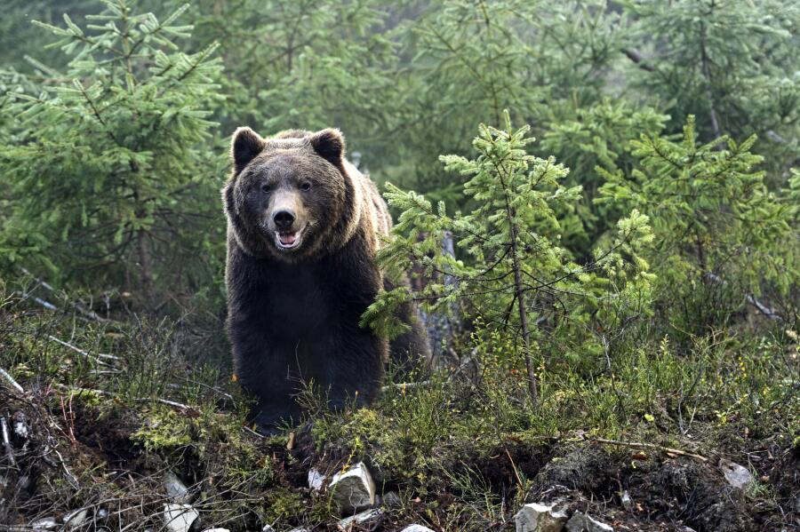 Как в дебрях кировских лесов когда-то охотились на медведя-овсянника?