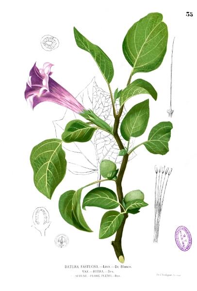 Ботаническая иллюстрация из книги Франсиско Мануэля Бланко Flora de Filipinas, 1880—1883 гг.