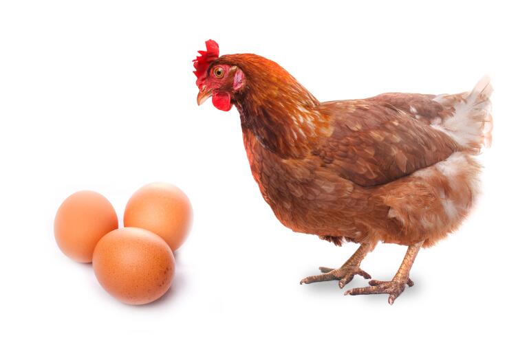 Можно ли подделать куриное яйцо?