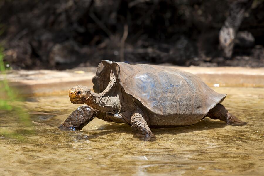 Как удалось сохранить популяцию галапагосских черепах?
