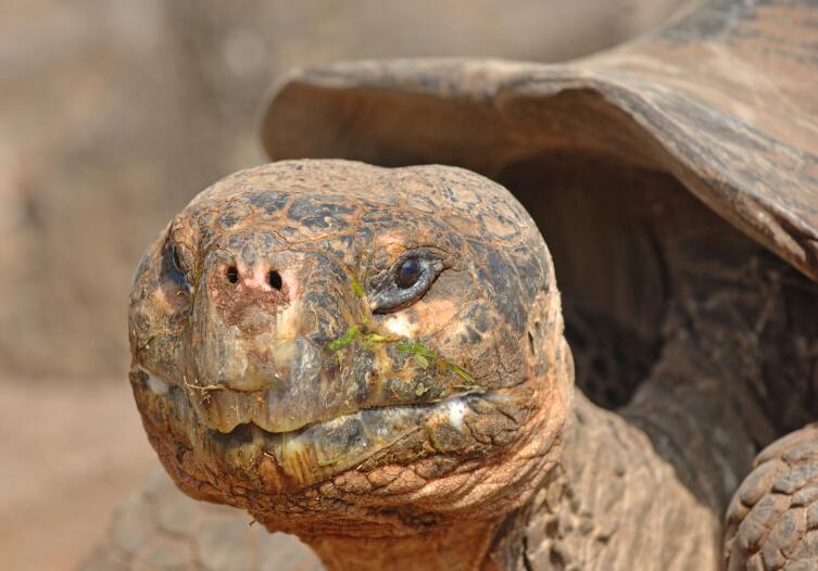 Как удалось сохранить популяцию галапагосских черепах?