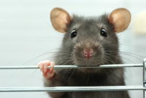 Как живут и что умеют крысы? Интересные факты о неприятных грызунах