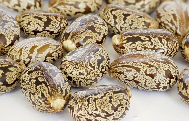 Семена клещевины