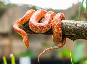 Что нам известно о змеях? Интересные факты из жизни рептилий