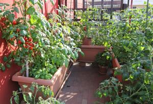 Как превратить балкон в огородик и почему хорошо иногда казаться жадиной?