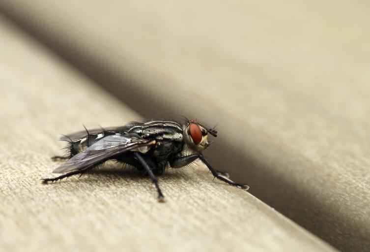 Чем полезны людям личинки мух?