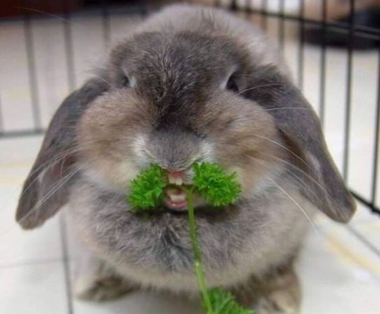 Настроение кролика передают его уши