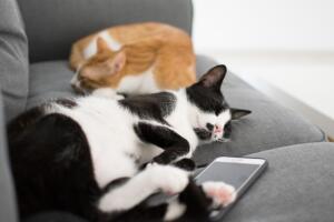 Как завести еще одного кота, не заводясь самому? Пять советов от владельца пяти котов