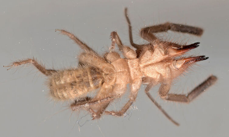 Фаланга, вид снизу