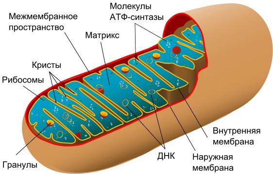 Схема строения митохондрии