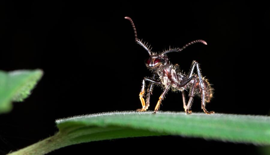 Какие муравьи в бассейне Амазонки самые агрессивные?