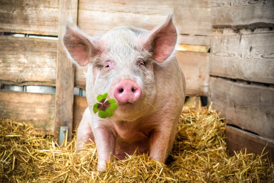 Может ли свинья быть настоящим другом человеку?