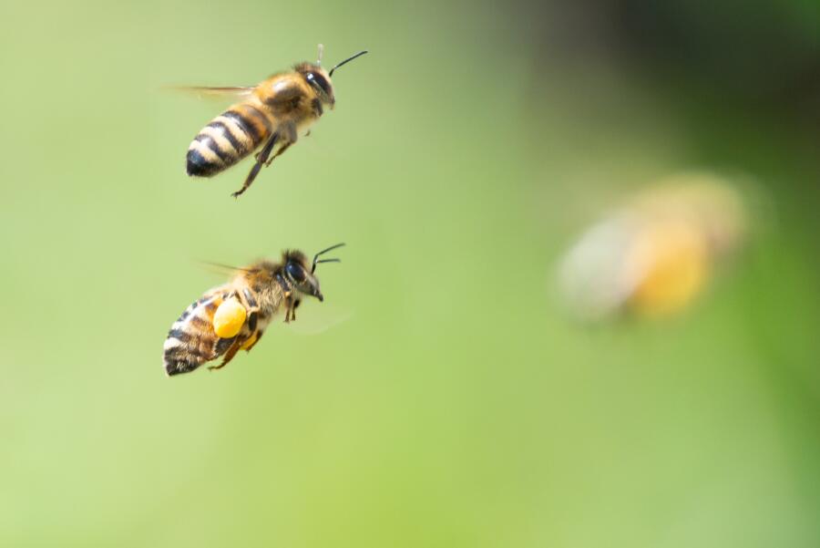 Как пчелы общаются друг с другом?