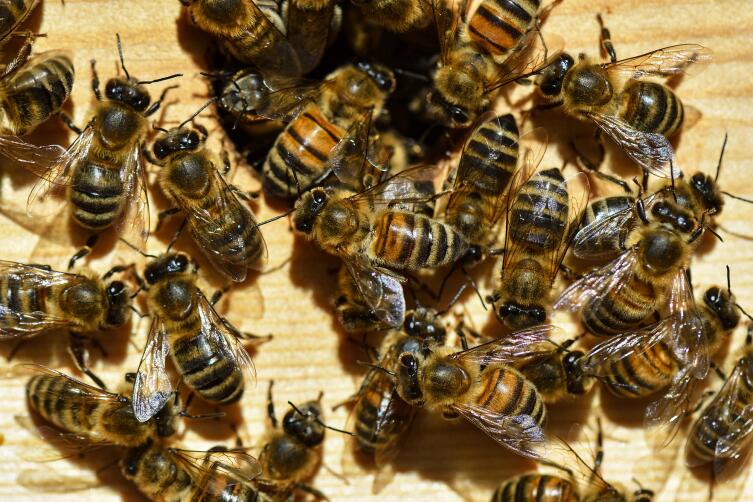 Пчелы передают информацию танцем