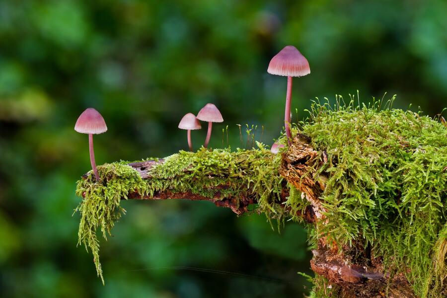 Какие лесные грибы съедобны?