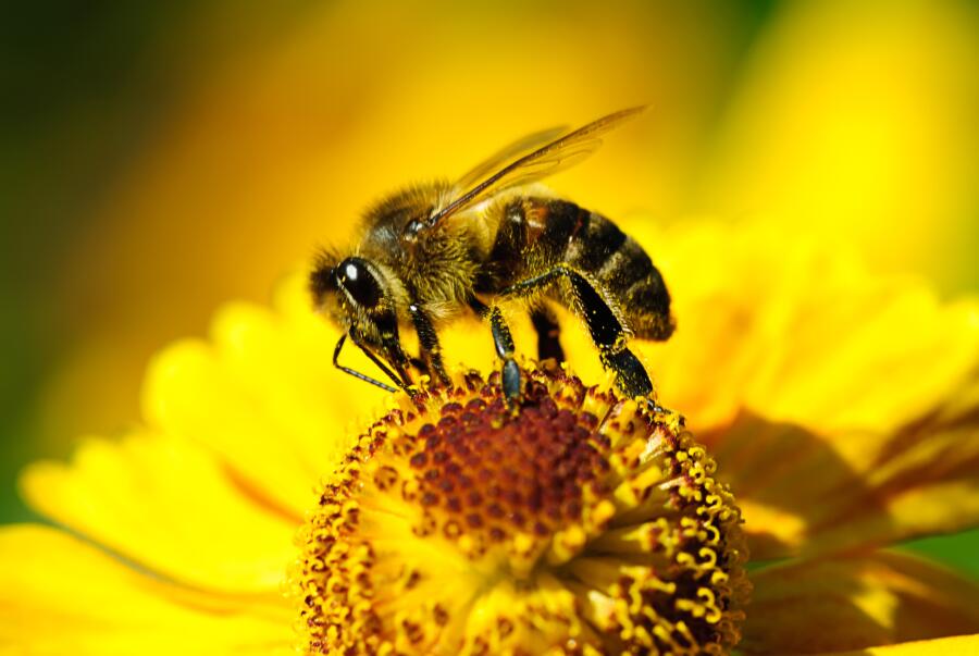 Медовая госпожа. Чем интересны безжальные пчёлы?