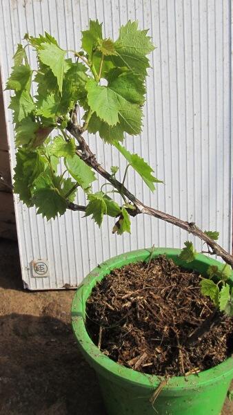 Как вырастить саженцы винограда? Личный опыт