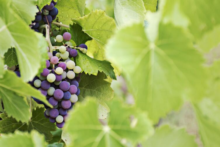 Как подготовить саженцы винограда к зиме? Личный опыт