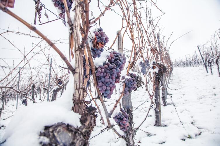 Как подготовить саженцы винограда к зиме? Личный опыт Как подготовить саженцы винограда к зиме? Личный опыт