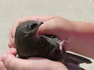 Какие гнезда строят стрижи?