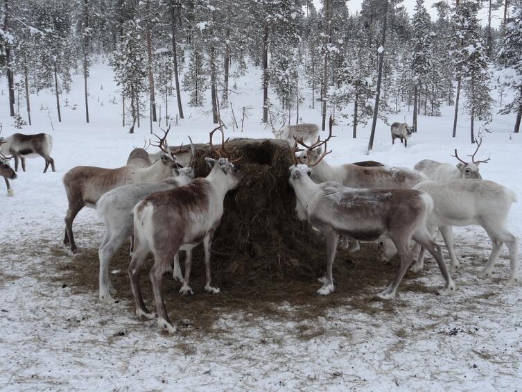 Олени. Лапландия