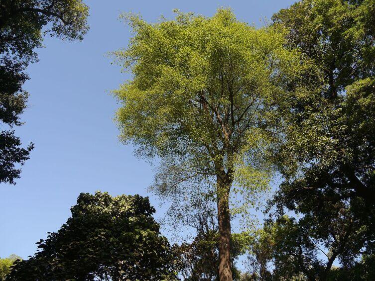 Анчар (Antiaris toxicaria) Анчар (Antiaris toxicaria)