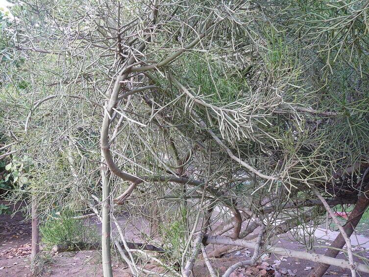 Молочай тирукалли Молочай тирукалли