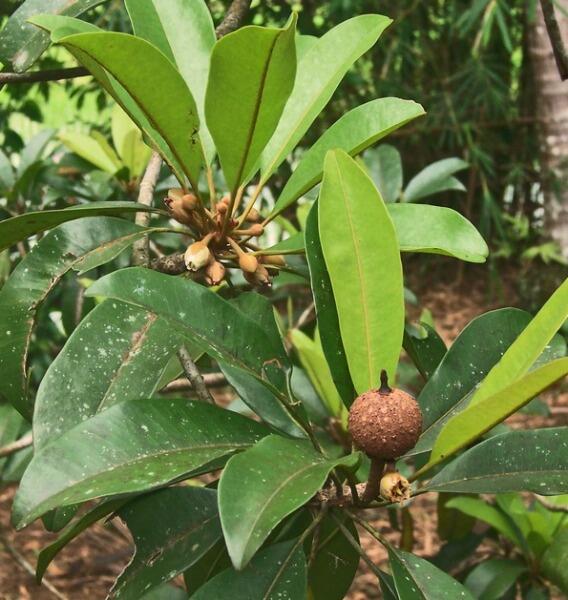 Саподилла Саподилла