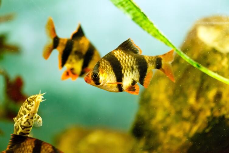 Почему аквариумные рыбки дерутся?
