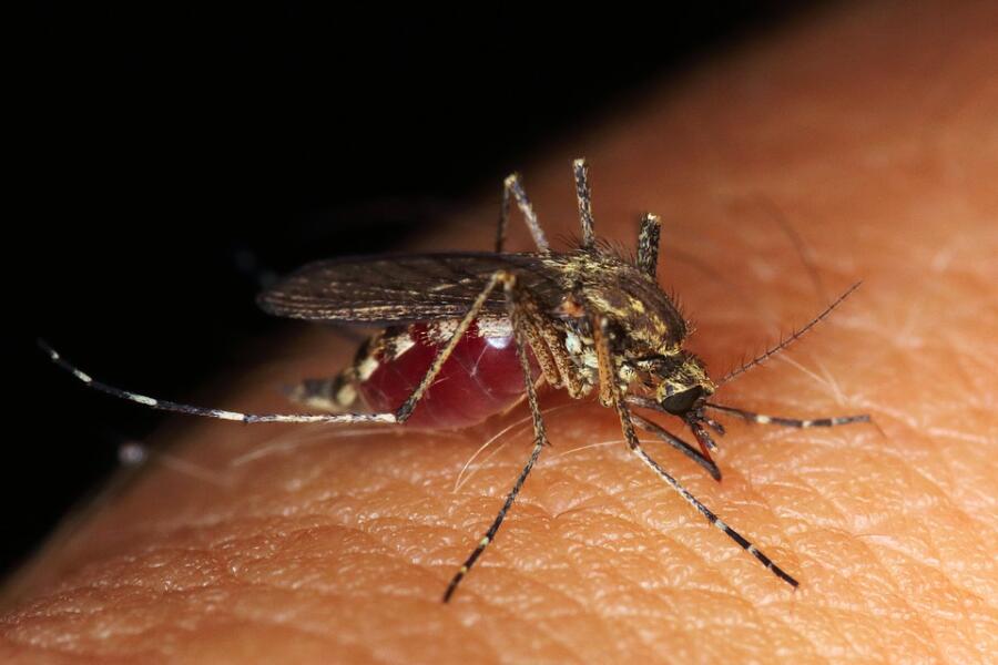 Что мы знаем о комарах? Подробности о тех, кого мы кормим